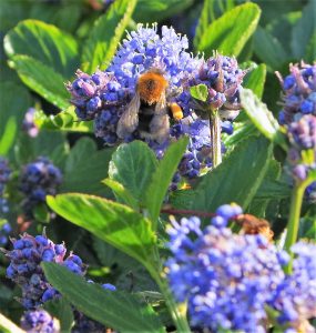 Tree Bumblebee